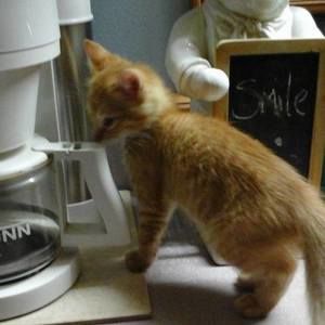 Meet your Posher, Mark